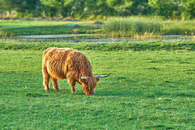 Sheep grazing on field