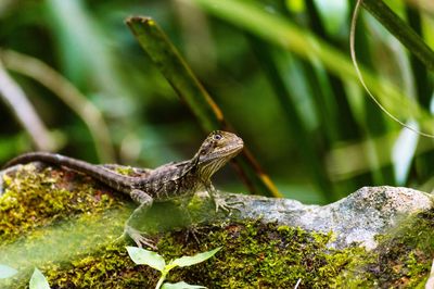 Close-up of lizard on rock