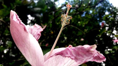 Close-up of pink flower blooming outdoors