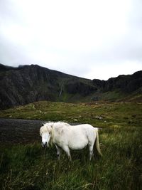 White pony in snowdonia 