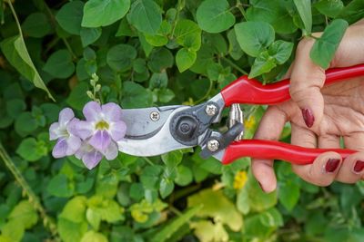 Cropped hand of woman cutting leaves with pliers