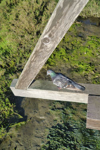 High angle view of bird on wood