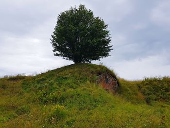 Tree on field against sky