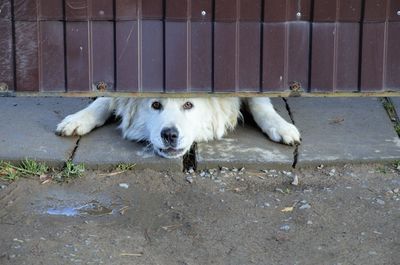 High angle view of dog resting on footpath