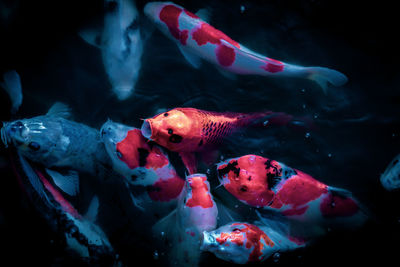 Close-up of koi carps swimming in sea