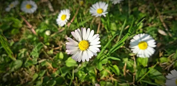 Close-up of white daisy flowers