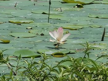 Lotus water lily in lake