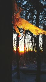 Orange tree against sky during sunset