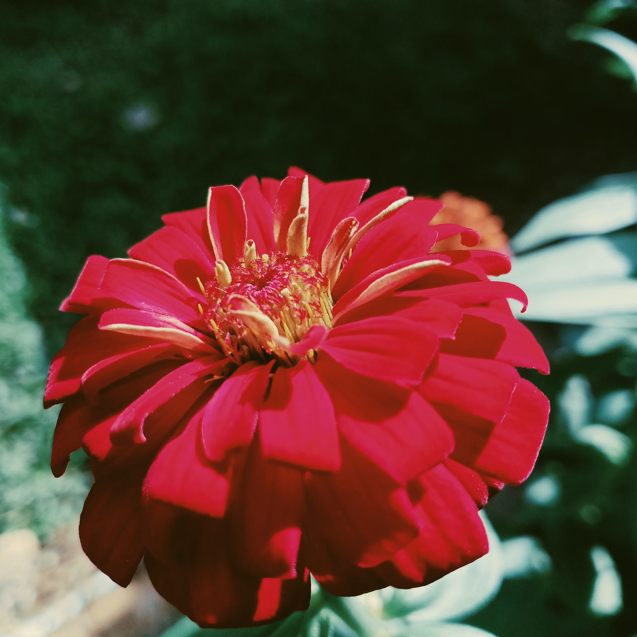 CLOSE-UP OF RED ROSE