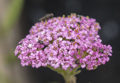 High angle close-up of pink lilac blooming at park