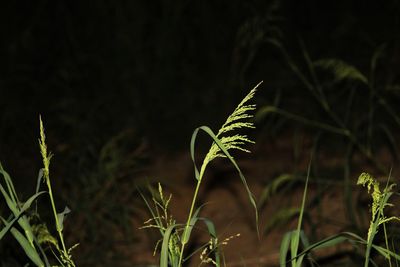 Close-up of plant growing on field