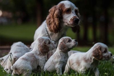 Close-up of puppies and mom