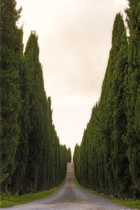 Road amidst trees on field against sky