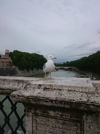 Seagull perching on retaining wall against sky