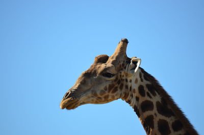 Low angle view of giraffe against clear blue sky