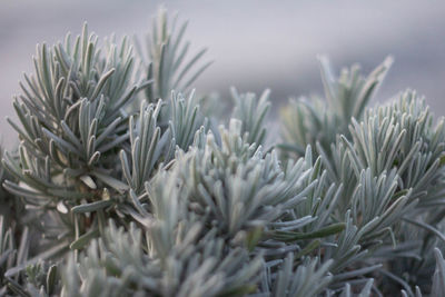 Close-up of frozen plant