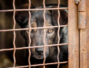 Portrait of dog in cage