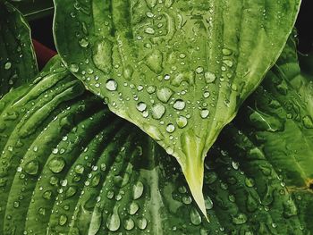 Close-up of wet leaves on rainy day