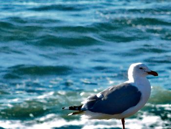 Seagull flying over sea