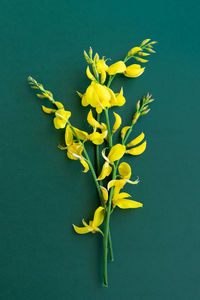 Close-up of yellow flowering plant against blue background