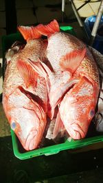 High angle view of fish in container