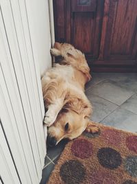 High angle view of dog resting on floor at home