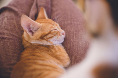 Close-up of a cat sleeping