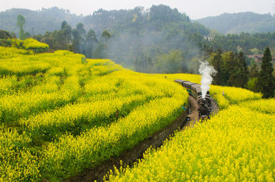 Scenic view of train passing through landscape