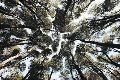 Low angle view of trees against sky