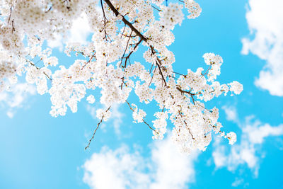 Low angle view of cherry blossom against blue sky