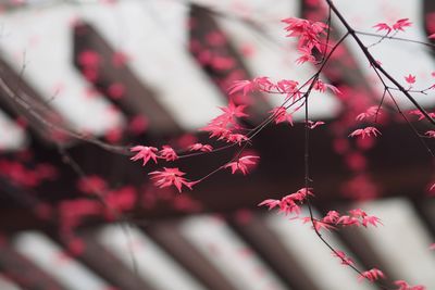 Close-up of pink flowers