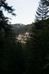 Trees and houses in forest against sky