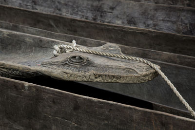 Close-up of lizard on wood