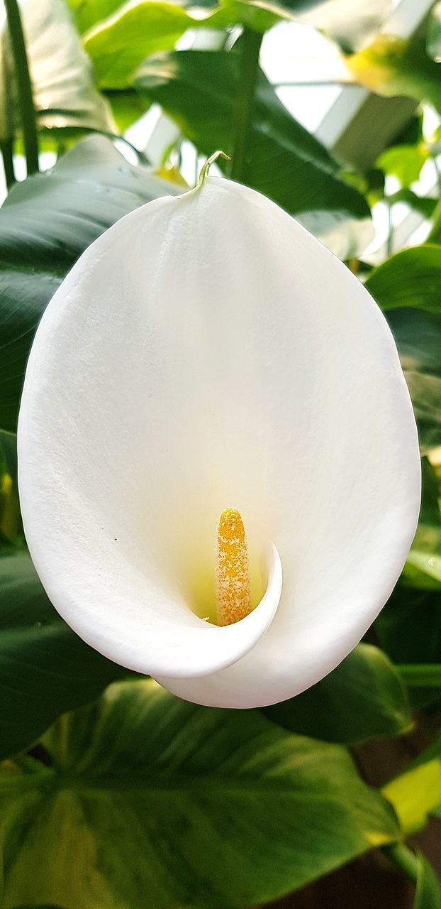 CLOSE-UP OF FLOWER POT