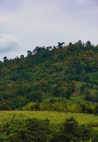 Scenic view of trees against sky
