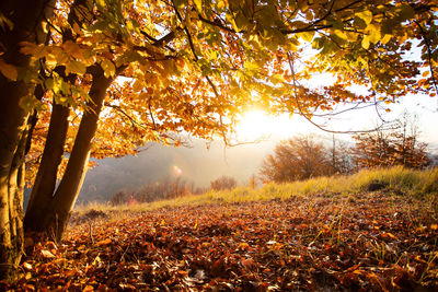 Trees on field during autumn