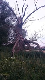 Bare tree on landscape against sky