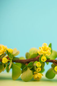 Close-up of yellow flowering plant against white background