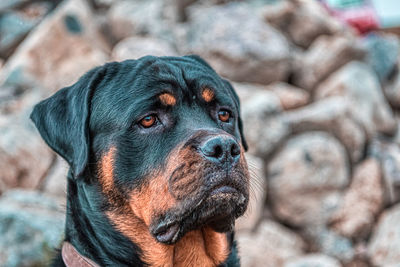 Close-up portrait of a dog