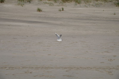 Seagulls on sand