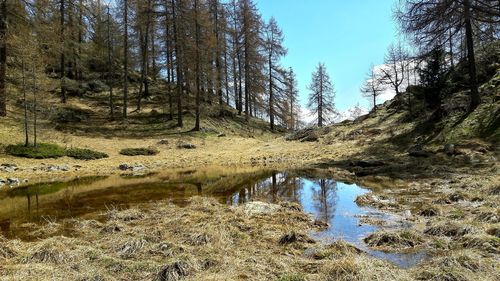 Reflection of trees in lake