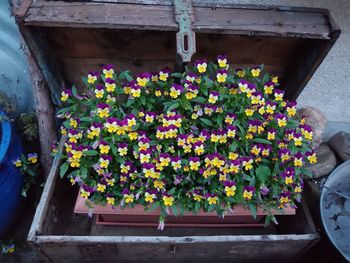 Close-up of flowering plants in pot