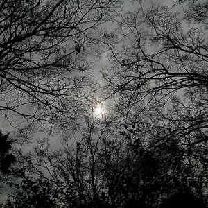 Low angle view of bare trees against sky