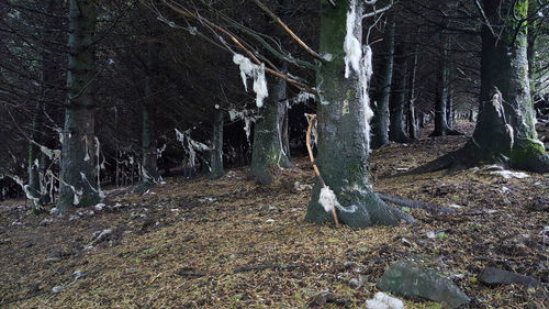 Panoramic view of trees in forest