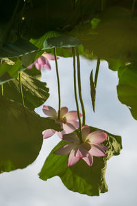 Close-up of pink flowering plant