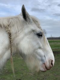 Horse in ranch