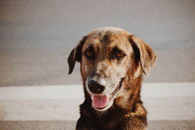 Close-up portrait of dog