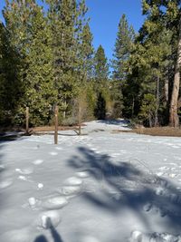 Trees on snow covered field against sky