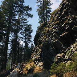 Low angle view of trees in forest