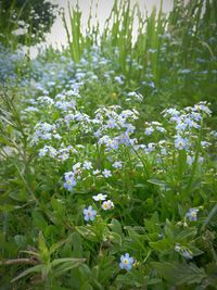 Flowers blooming outdoors